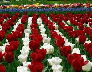 2012郁金香赏花之旅（科腾，马格德保线）