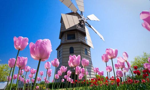 荷兰赏花-卡尔斯鲁厄 凯泽斯劳滕、海德堡3日线