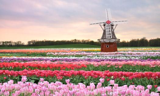 荷兰赏花-科腾、马格德堡3日线