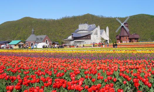 荷兰赏花-科腾、贝恩堡3日线