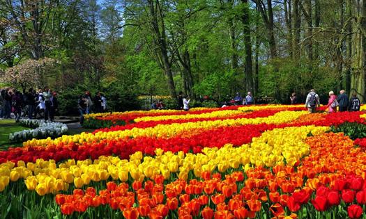 荷兰赏花-波恩、科隆、杜伊斯堡2日线