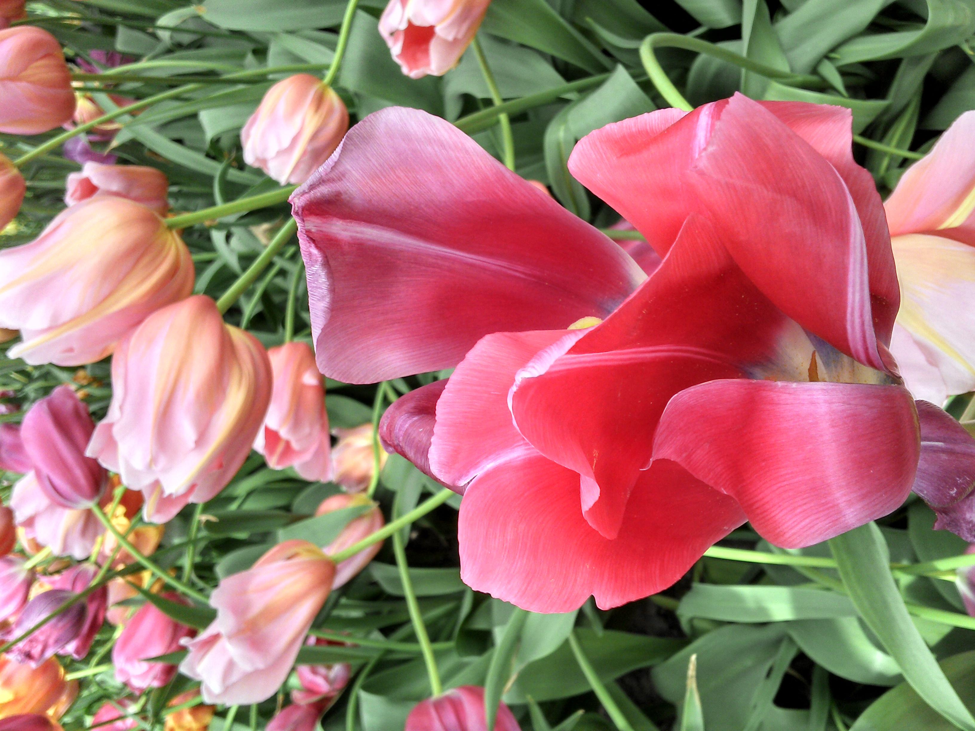 荷兰赏花-卡尔斯鲁厄 凯泽斯劳滕、海德堡3日线