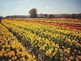 郁金香公园