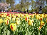 郁金香周末赏花游B线路