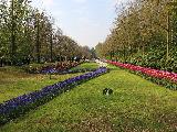荷兰赏花之旅-南线