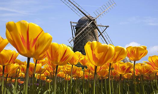 荷兰赏花-德绍、科腾、马格德堡、贝恩堡3日线-感受荷兰春天魅力