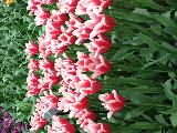 荷兰赏花