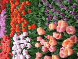 荷兰赏花