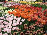 荷兰赏花