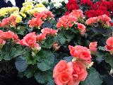 荷兰赏花