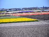 Keukenhof