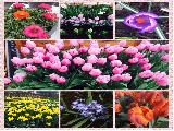 Keukenhof