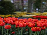 netherlands