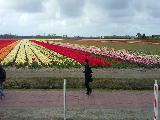 荷兰赏花之旅-南线