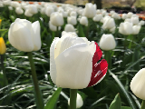 花园赏花