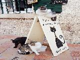 科托尔的猫