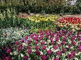 郁金香花园