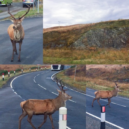 highland