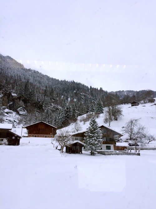 Jungfraufroch