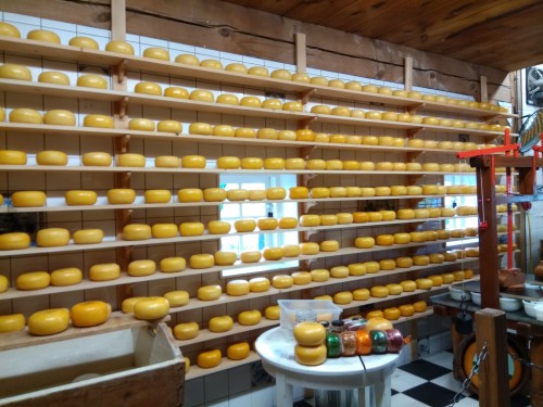 荷兰赏花之旅-西线