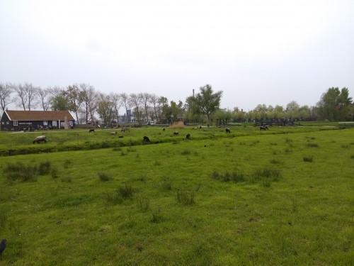 荷兰赏花之旅-西线