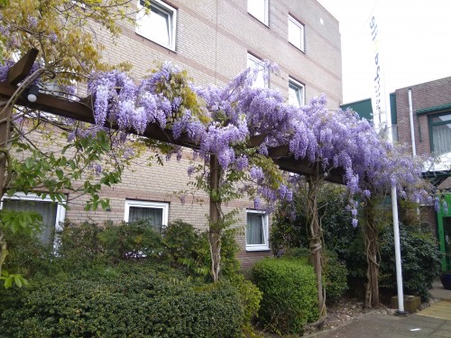 荷兰赏花之旅-西线