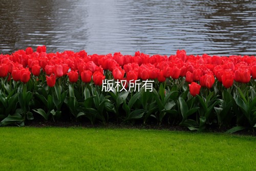 荷兰