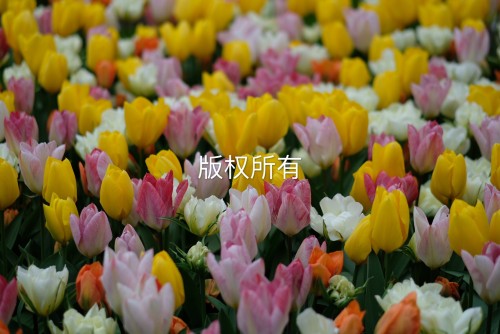 荷兰