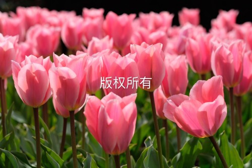 荷兰