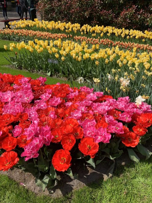 Keukenhof