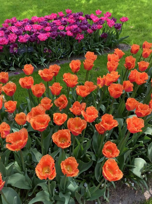 Keukenhof