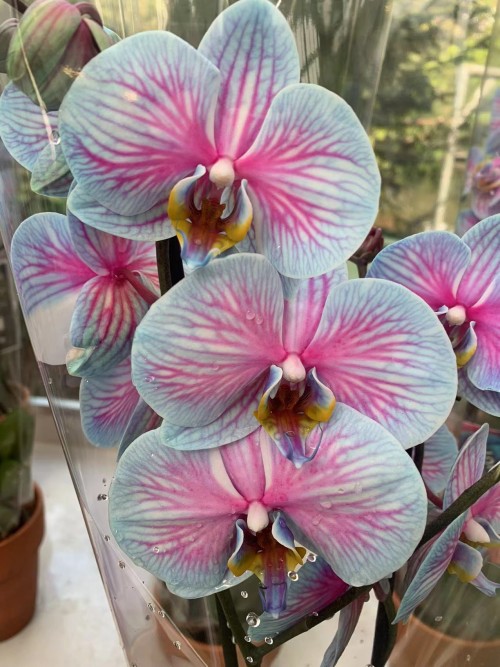 Keukenhof