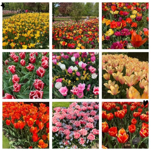 Keukenhof