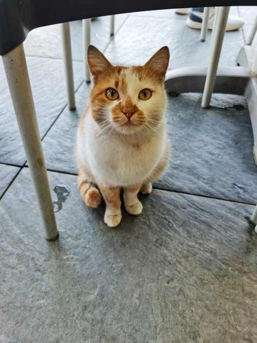 【保加利亚+罗马尼亚+塞尔维亚 】东巴尔干半岛循环线