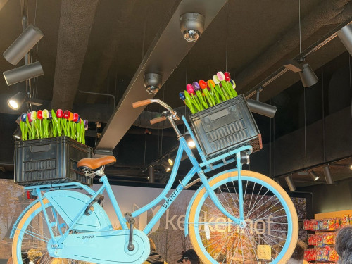 【季节盛宴】荷兰郁金香赏花3日游（法兰克福/科隆往返）