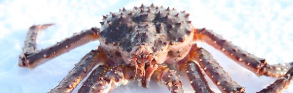 芬兰挪威帝王蟹捕捞一日游(萨利色尔卡-伊瓦洛-伊纳里-希尔克内斯往返)