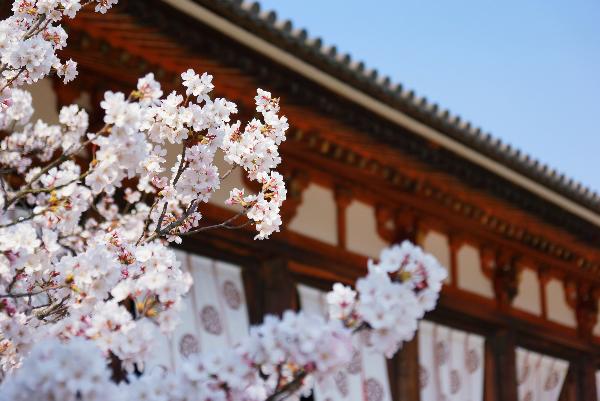 【真食在】日本双古都餐餐全含海陆空6日游(周二东京成田机场进 大阪关西机场出)或(周三东京成田机场进 名古屋中部机场出)