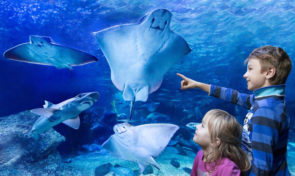 Aqua Dome及Sea Life柏林水族馆门票