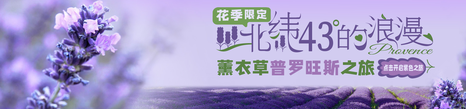 普罗旺斯薰衣草